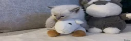 Ragdoll cats for sale: Ragdoll Babies ❤️ - Advert 9