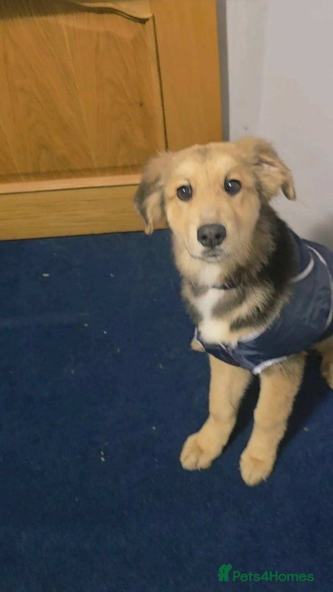 Mixed Breed dogs for sale: St Bernese X white swiss Shepard puppy - Advert 4