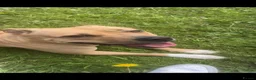 Mixed Breed dogs for sale: Johnon’s Bulldog x Staffy  in Darlington - Advert 1
