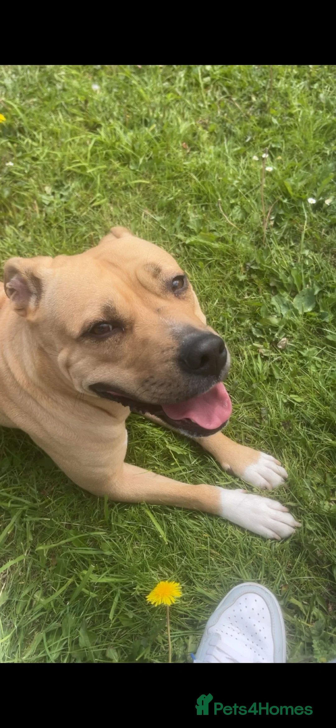 Mixed Breed dogs for sale: Johnon’s Bulldog x Staffy  in Darlington - Advert 1
