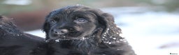 Cocker Spaniel dogs for sale: Gorgeous KC Reg Cocker Spaniels for Forever Homes - Advert 18