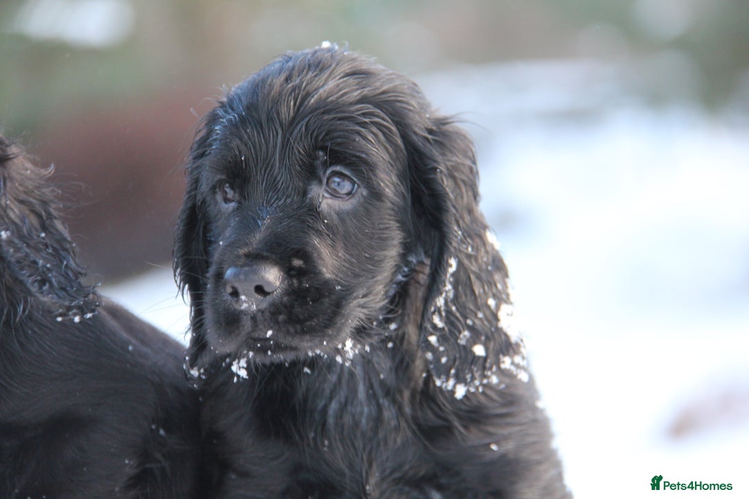 Cocker Spaniel dogs for sale: Gorgeous KC Reg Cocker Spaniels for Forever Homes - Advert 18