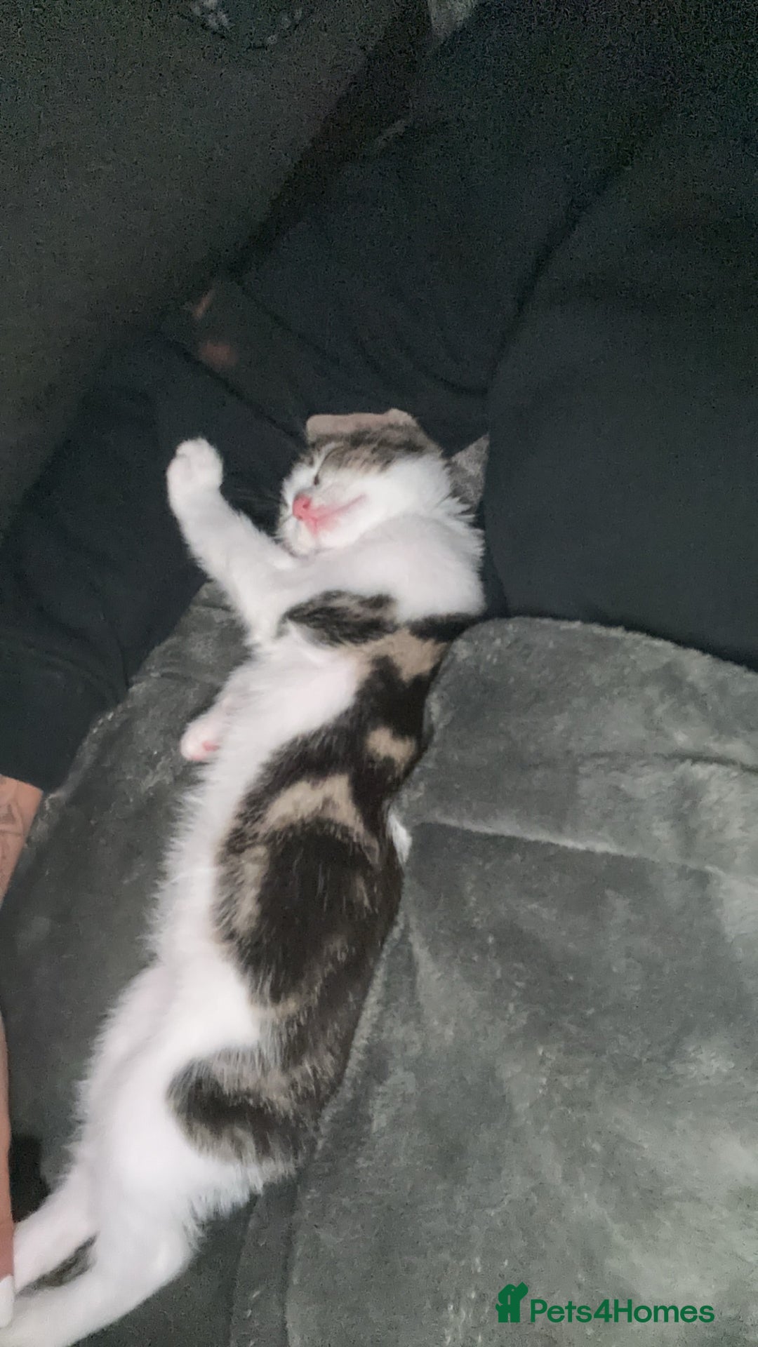 Mixed Breed cats for sale: Kitten  - Image 5