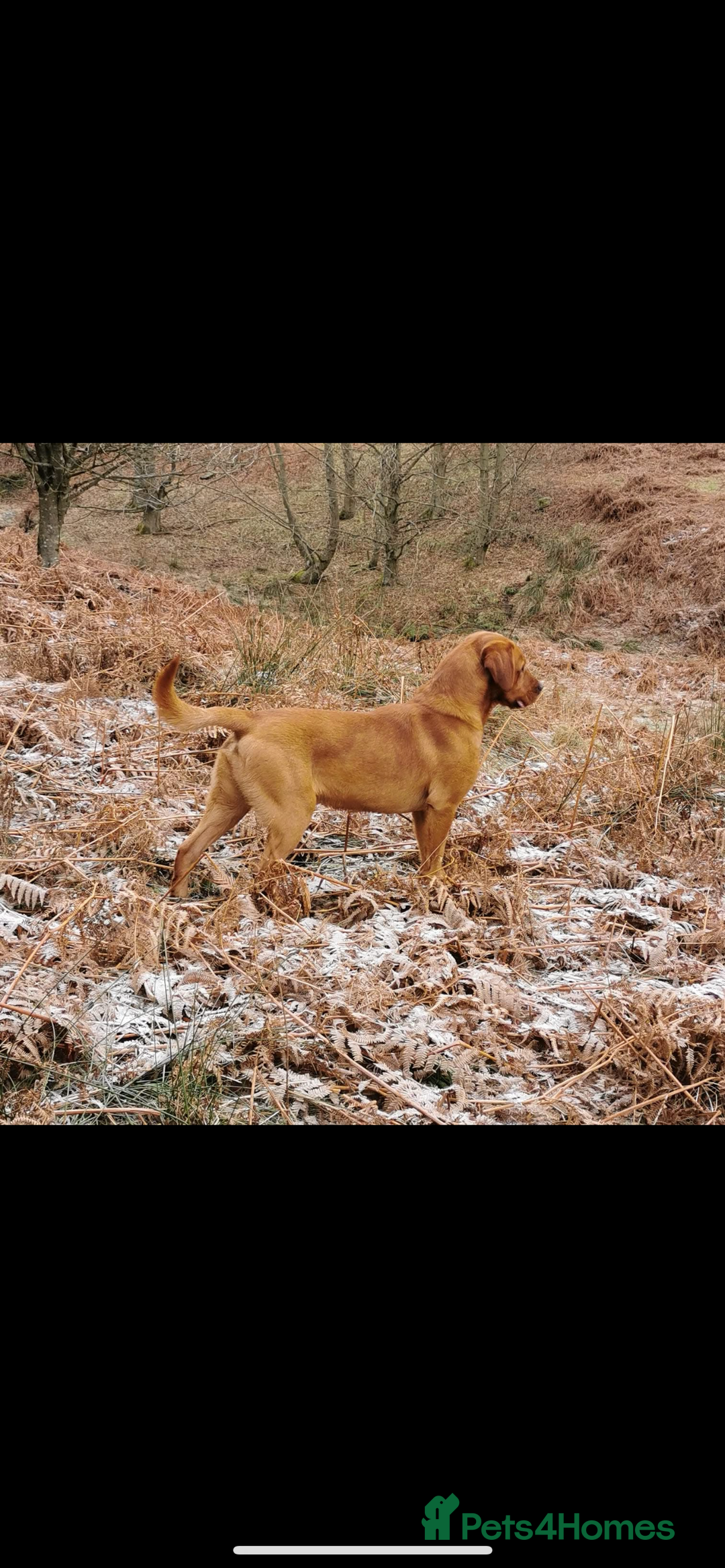 Labrador Retriever dogs for sale: Gorgeous KC registered Labrador puppies 🤩 - Advert 5