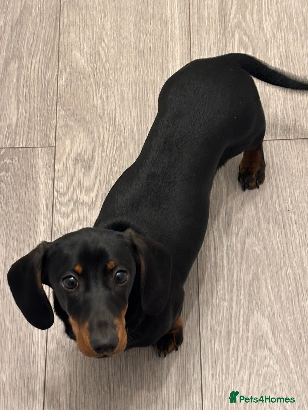 Miniature Dachshund dogs for sale: 6 Month old Miniature Dachshund  - Advert 1