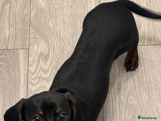 Miniature Dachshund dogs 6 Month old Miniature Dachshund - Advert 1