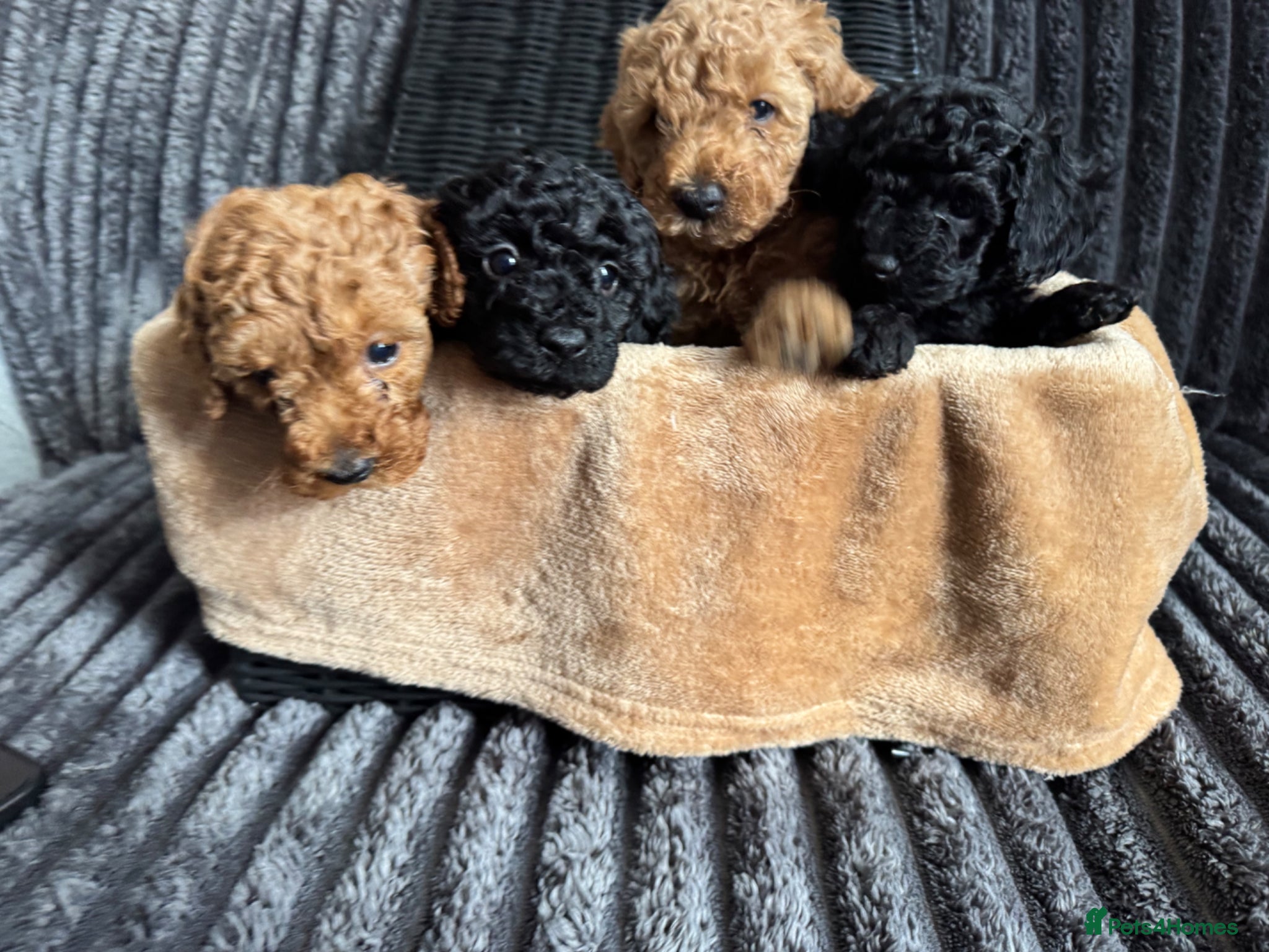 Toy Poodle dogs 4 beautiful toy poodle puppies  - Advert 1