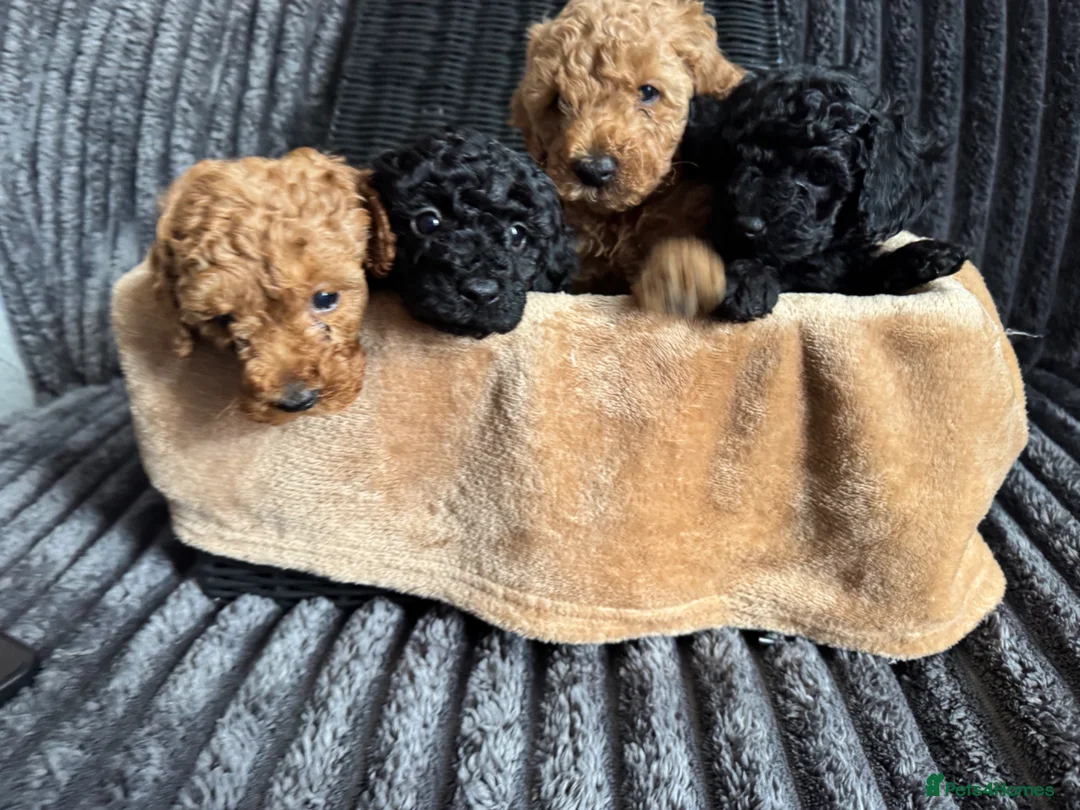 Toy Poodle dogs for sale: 4 beautiful toy poodle puppies  in Burton-on-Trent - Advert 1