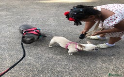 French Bulldog dogs for sale: French bulldog puppies in Manchester - Image 4