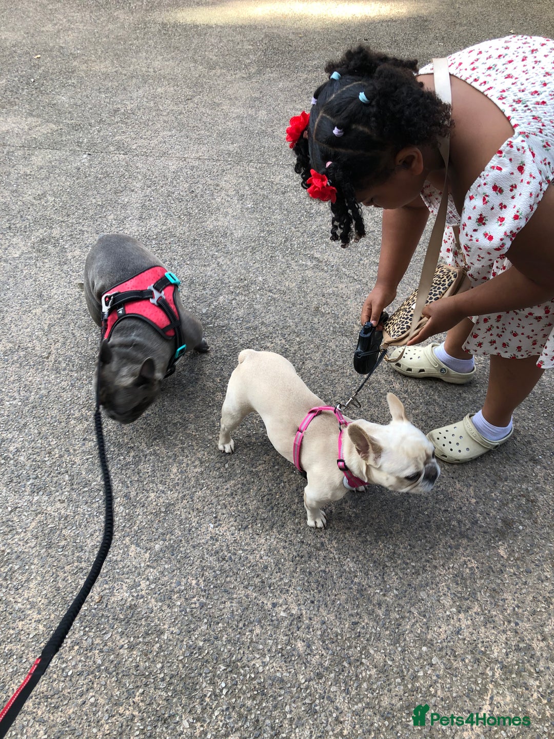 French Bulldog dogs for sale: French bulldog puppies in Manchester - Image 4