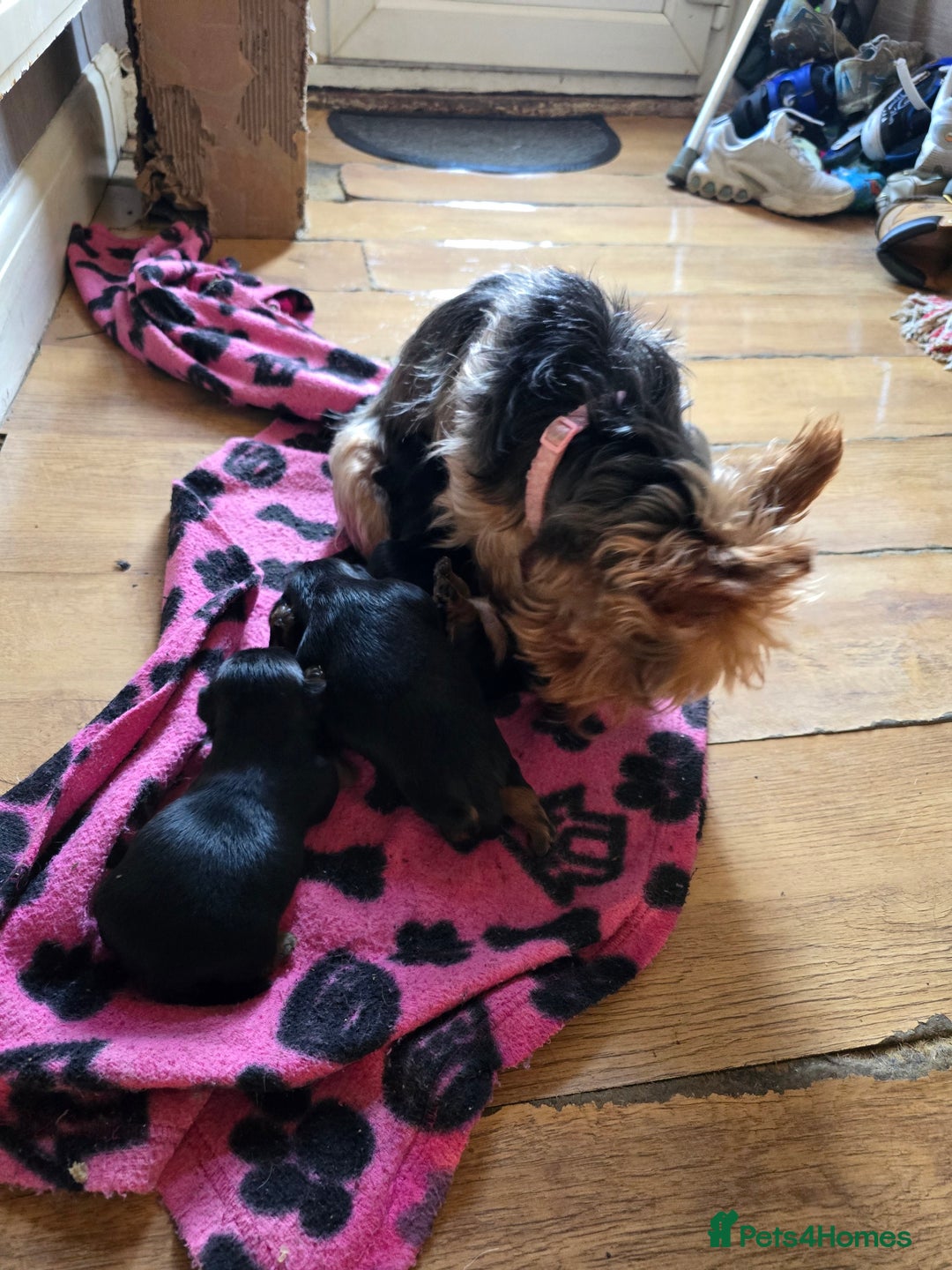 Yorkshire Terrier dogs for sale: Yorkshire Terriers looking for new homes - Advert 4