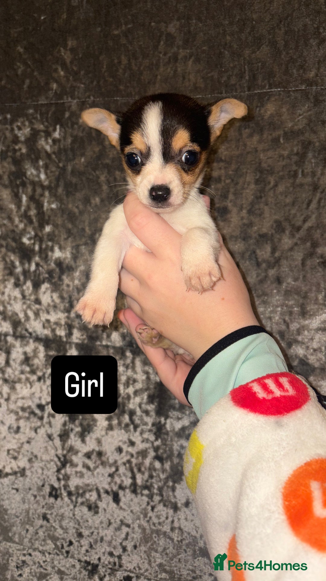 Mixed Breed dogs for sale: 3 beautiful puppies  - Advert 3