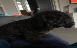 Cockapoo dogs for sale: 2 Year old female Cockapoo looking for a new home. - Image 4