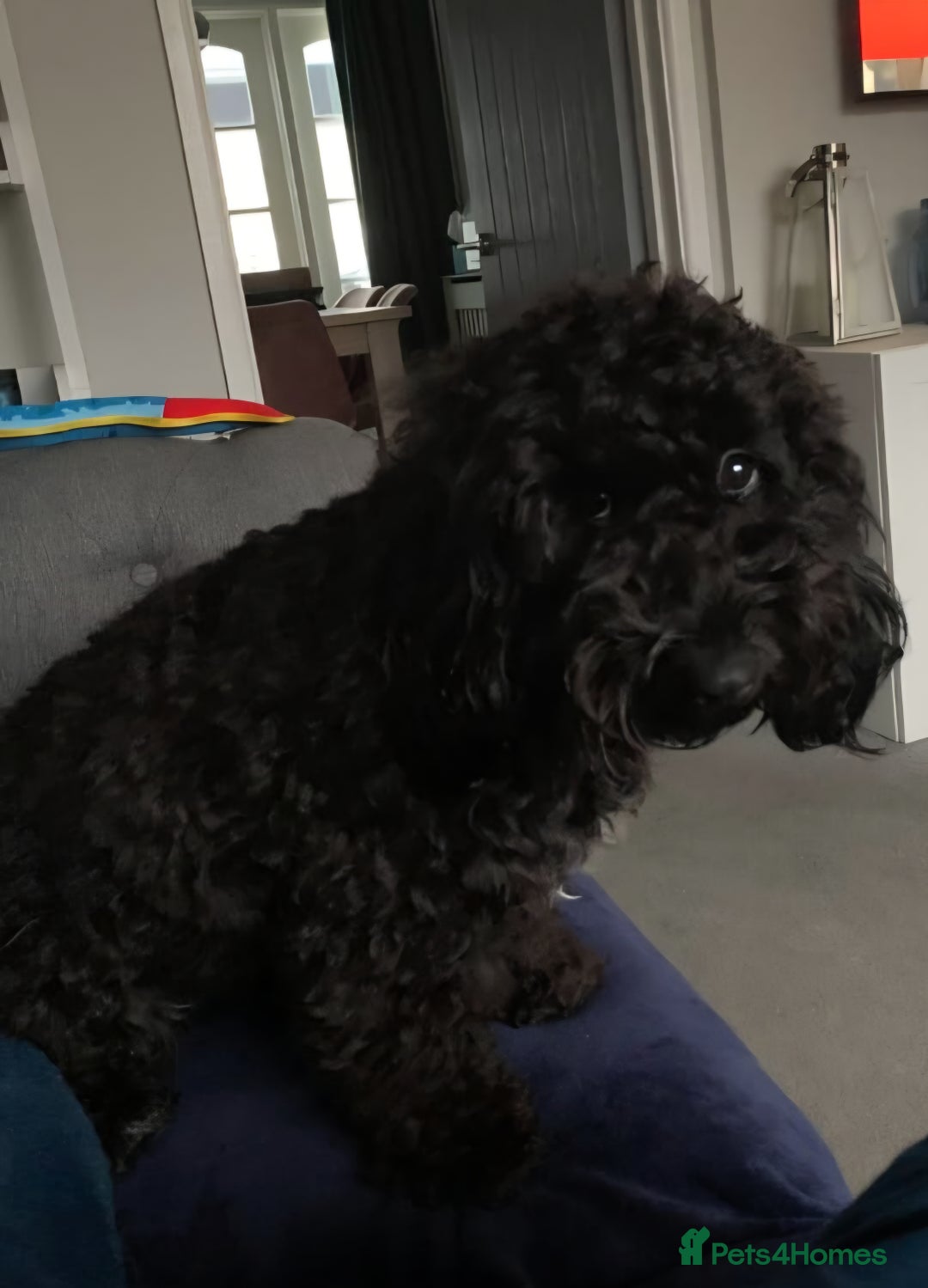 Cockapoo dogs for sale: 2 Year old female Cockapoo looking for a new home. - Image 4