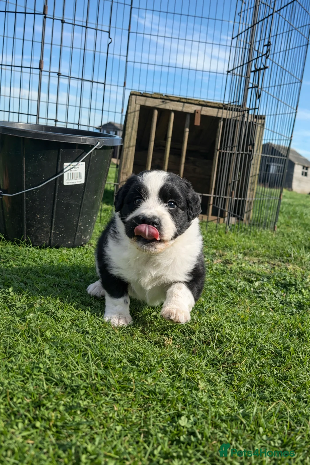 Mixed Breed dogs for sale: 1 “Aucker” Aussie x Cocker Bitch Pup  - Advert 2