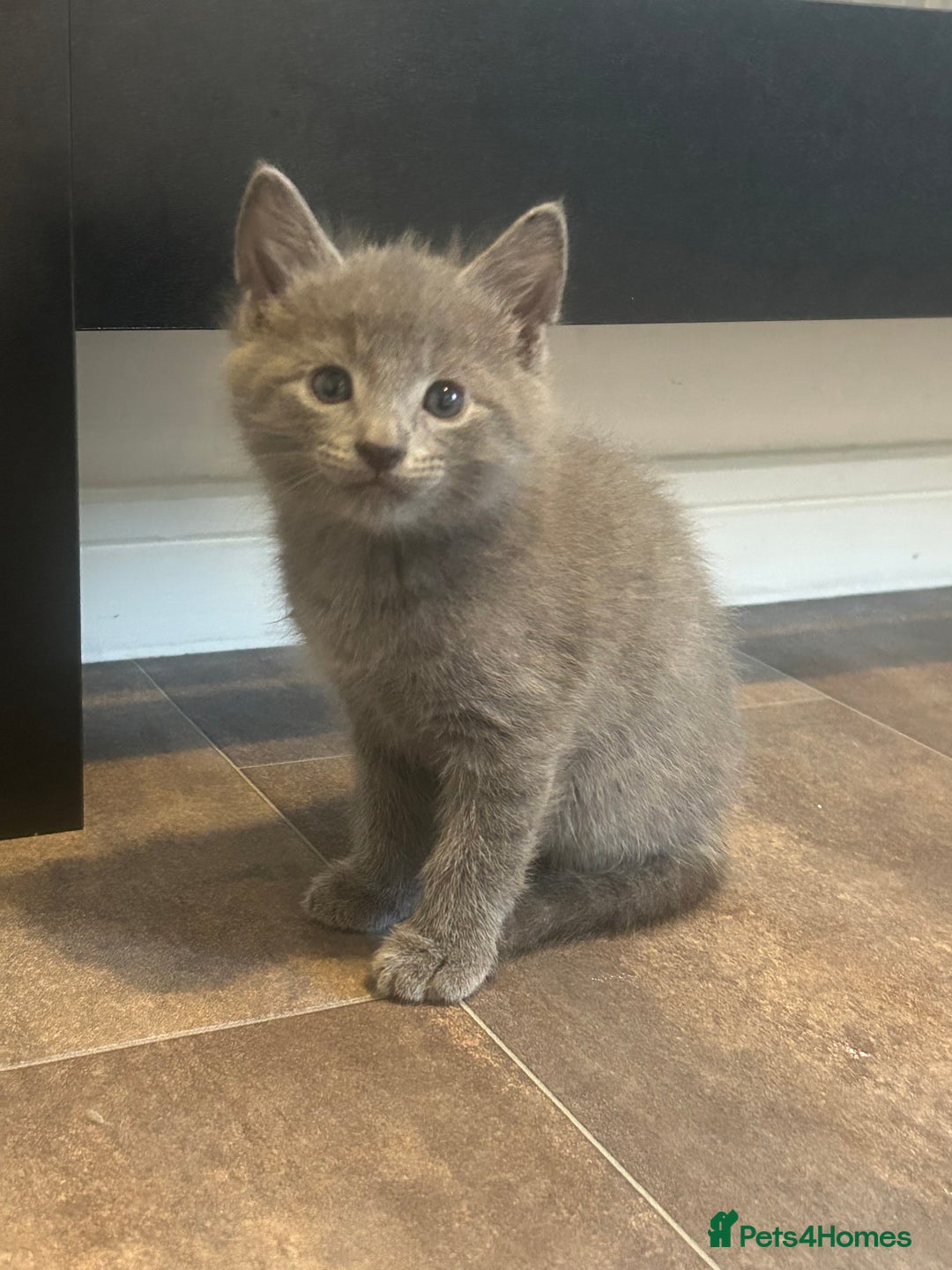 American Shorthair cats for sale: American short haired cross Norwegian forest cat - Image 2