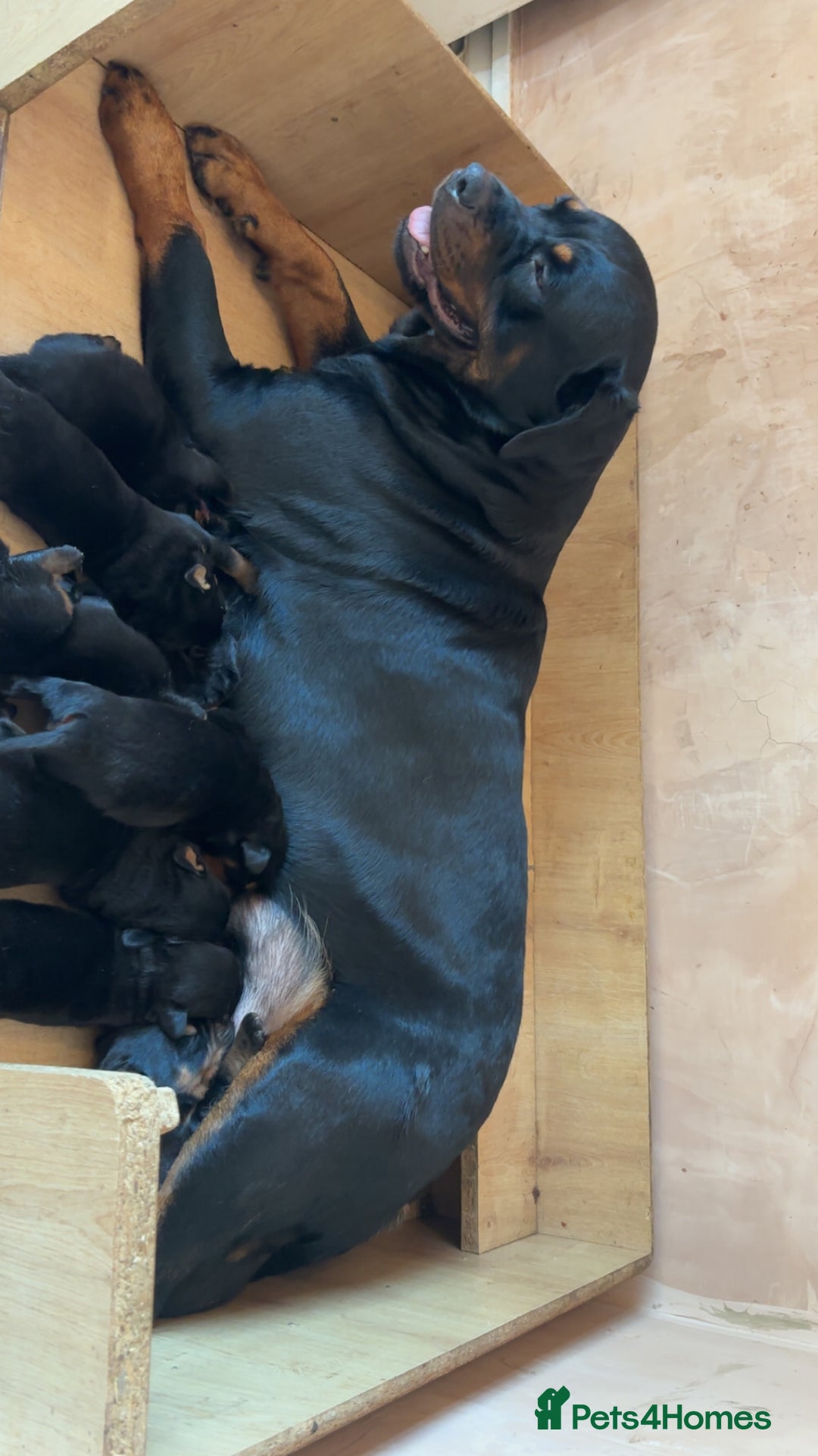 Rottweiler dogs for sale: 7 stunning chunky full breed Rottweilers  - Advert 17