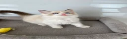 Ragdoll cats for sale: TICA REGISTERED PUREBRED RAGDOLL KITTENS AVAILABLE - Advert 20