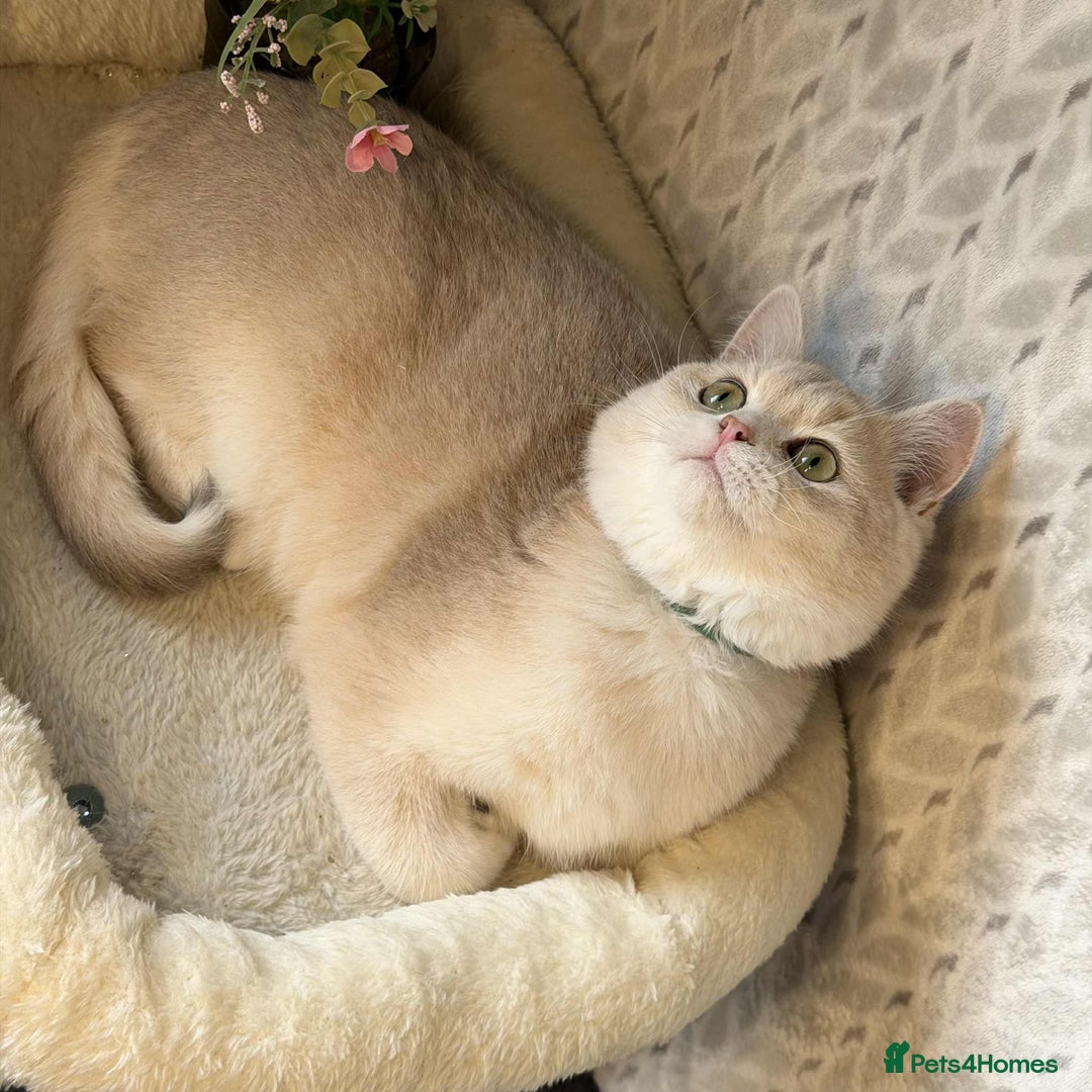 British Shorthair cats for sale: ⭐️TICA chunky golden BRITISH SHORTHAIR  - Advert 13