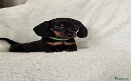 Dachshund dogs for sale: mini dachshund  - Image 4