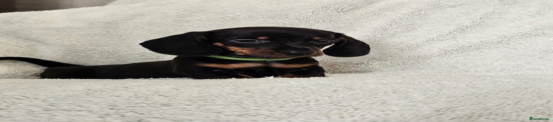 Dachshund Puppy 1