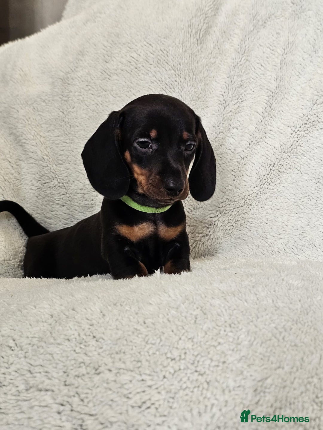 Dachshund dogs for sale: mini dachshund  - Image 4