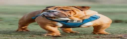 English Bulldog dogs for stud: BISCUIT for stud red and white boy - Advert 6