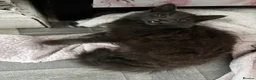 Mixed Breed cats for sale: Nebelung kitten for sale  - Advert 3