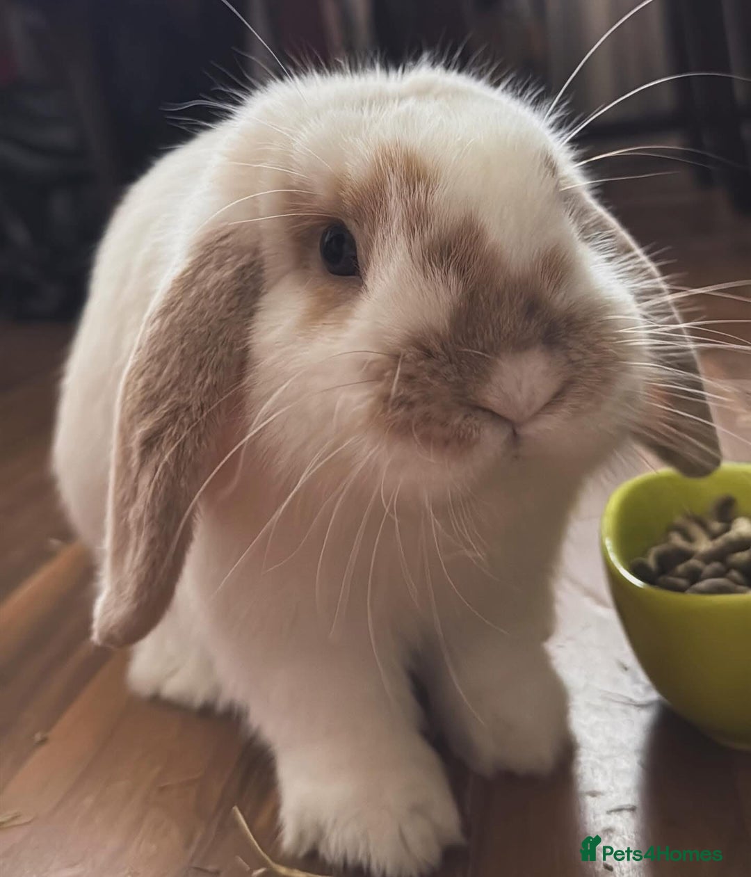 Mini Lop rabbits for sale: Mini lop male  - Image 2