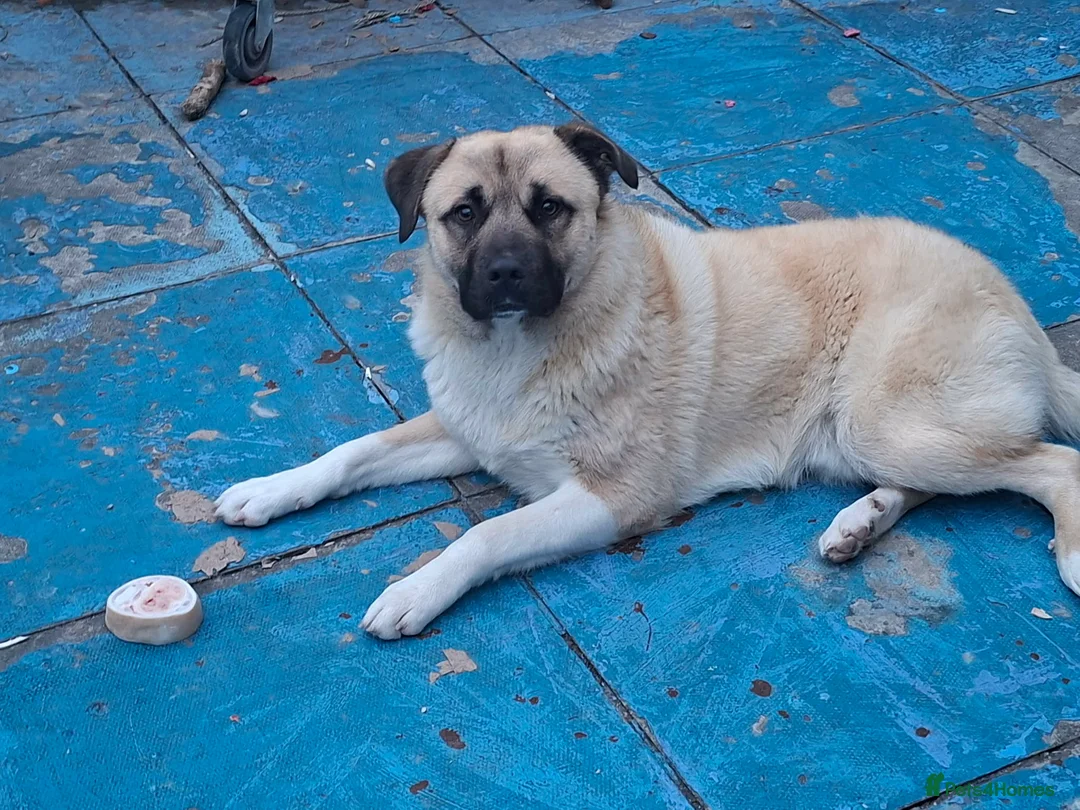 Mixed Breed dogs for sale: No money needed/free to collect  - Advert 2