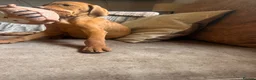 Hungarian Vizsla dogs for sale: LAST 3 HUNGARIAN VISZLA PUPS - Advert 14