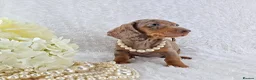 Miniature Dachshund dogs for sale: Stunning Miniature Dachshund Puppies  - Advert 18