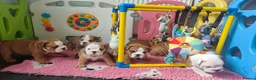 English Bulldog dogs for sale: KC registered  English Bulldog Puppies. - Advert 3