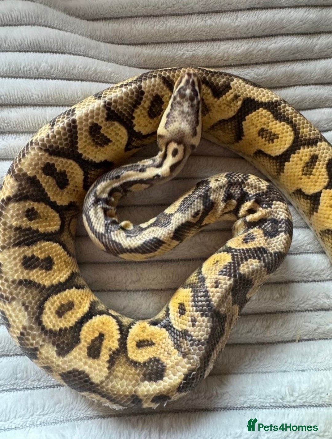 Python Snake reptiles for sale: X2 Royal Pythons for sale, with full set up - Advert 8