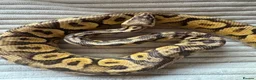Python Snake reptiles for sale: X2 Royal Pythons for sale, with full set up - Advert 8