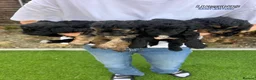 Jackapoo dogs for sale: Joseph  - Advert 4