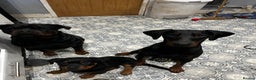 Dobermann dogs for sale: Loving, Cat-Free Home for Wonderful Doberman Girl - Advert 17
