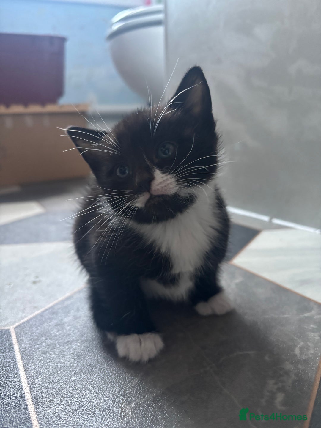 Mixed Breed cats for sale: Adorable Kittens for Sale  - Advert 9