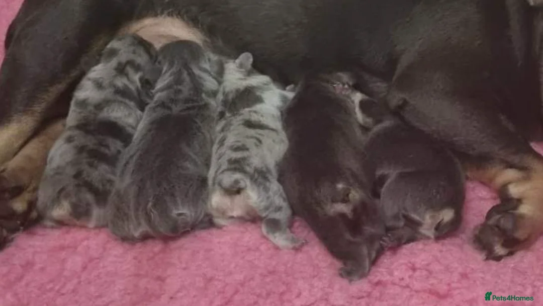 French Bulldog dogs for stud: Lilac merle French bulldog for stud  in Stevenage - Advert 12