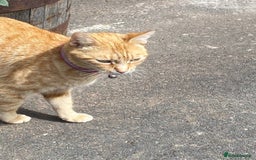 Mixed Breed cats for sale: Tiger is looking for a new loving home - Image 5