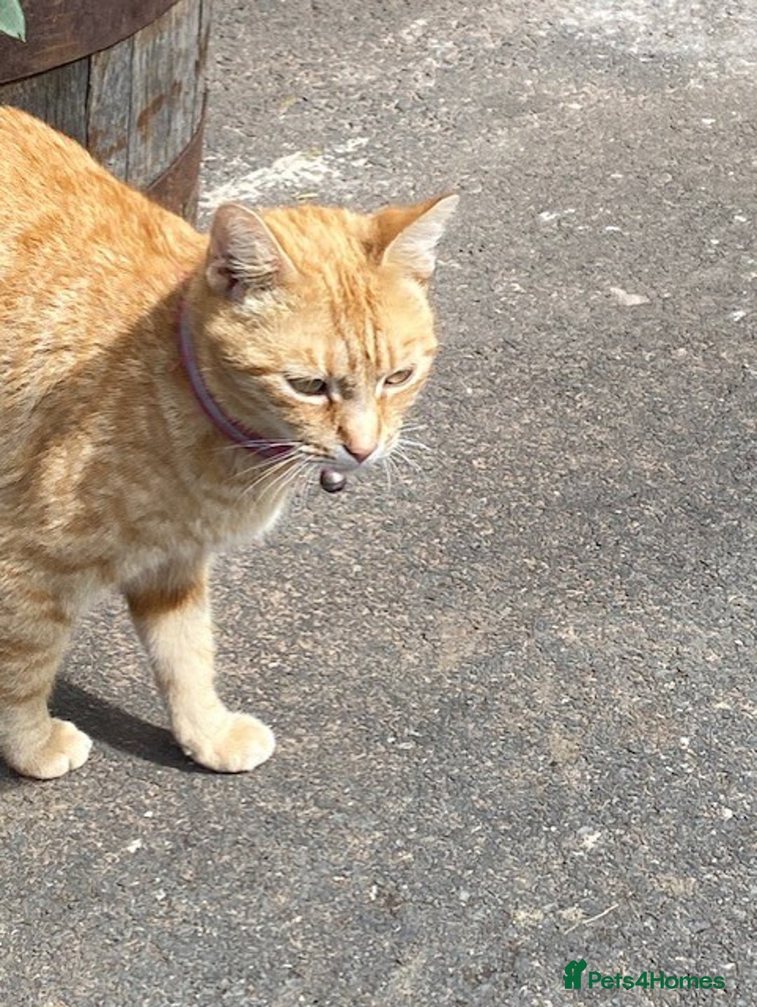 Mixed Breed cats for sale: Tiger is looking for a new loving home - Image 5