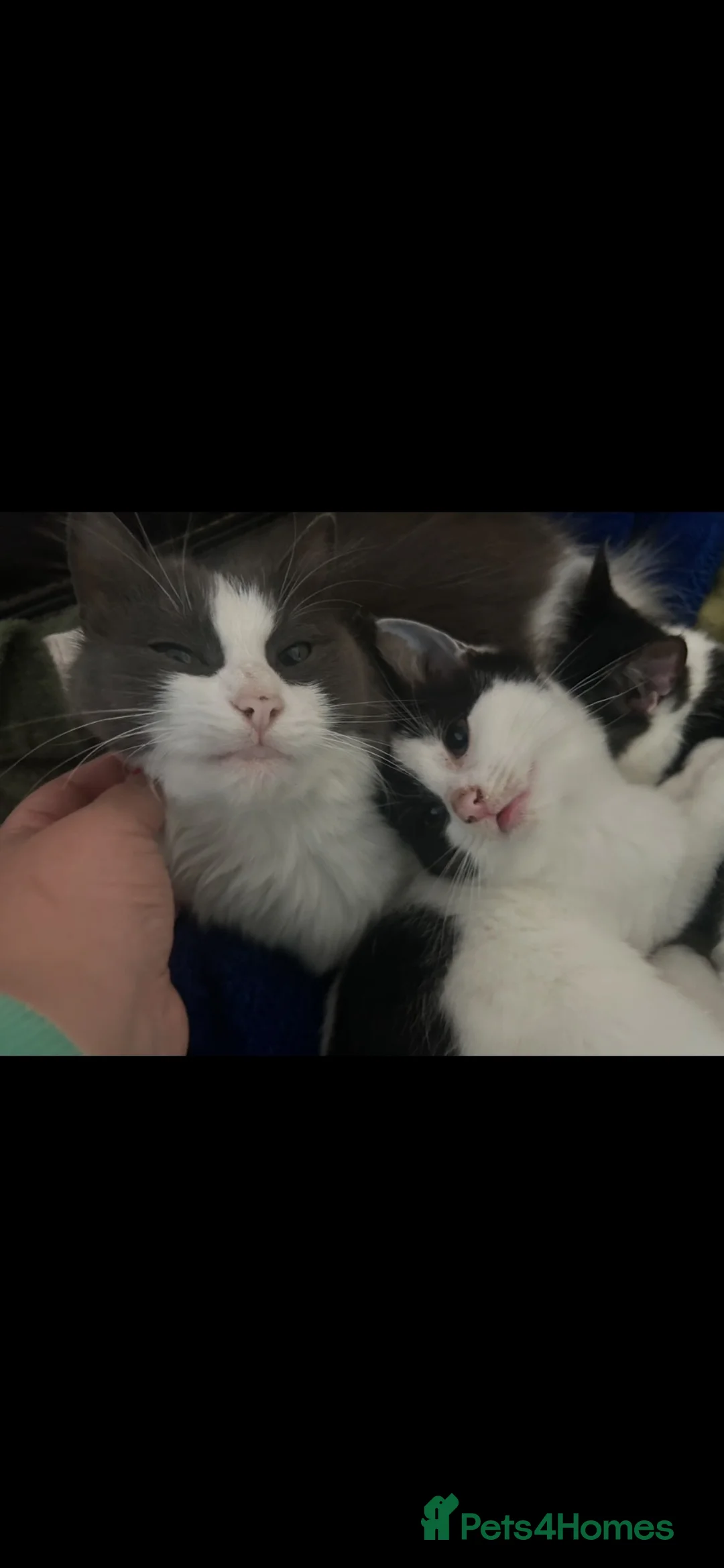 Mixed Breed cats for sale: Rehoming young neutered male cat in Merthyr Tydfil - Advert 1