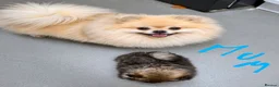Pomeranian dogs for sale: Exceptional Teddy Bear Face Girl in Croydon - Advert 4