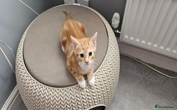 Mixed Breed cats for sale: Kittens  - Image 7