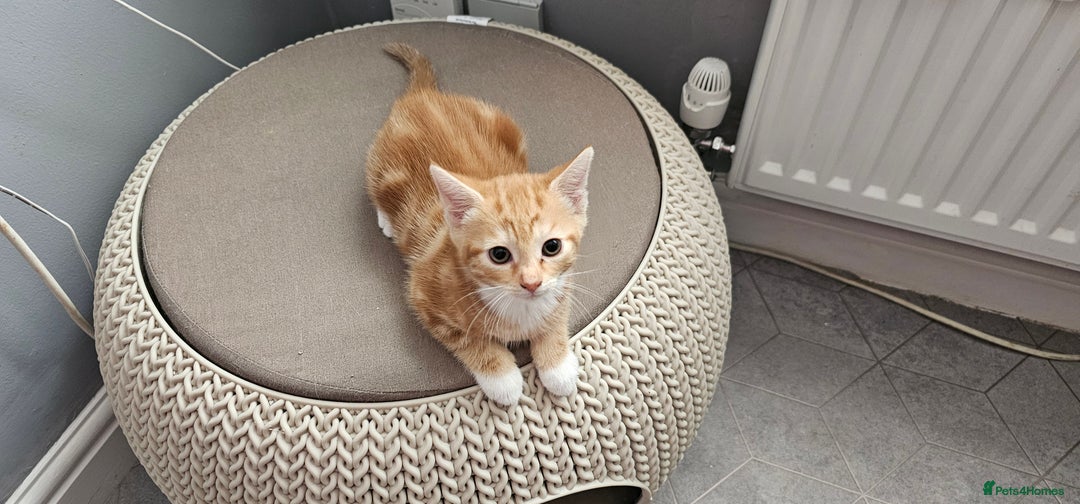 Mixed Breed cats for sale: Kittens  - Image 7