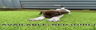 German Shorthaired Pointer 3