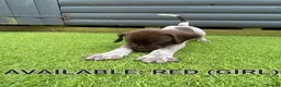 German Shorthaired Pointer dogs for sale: German shorthaired pointer puppies 5 weeks old in Swindon - Advert 16