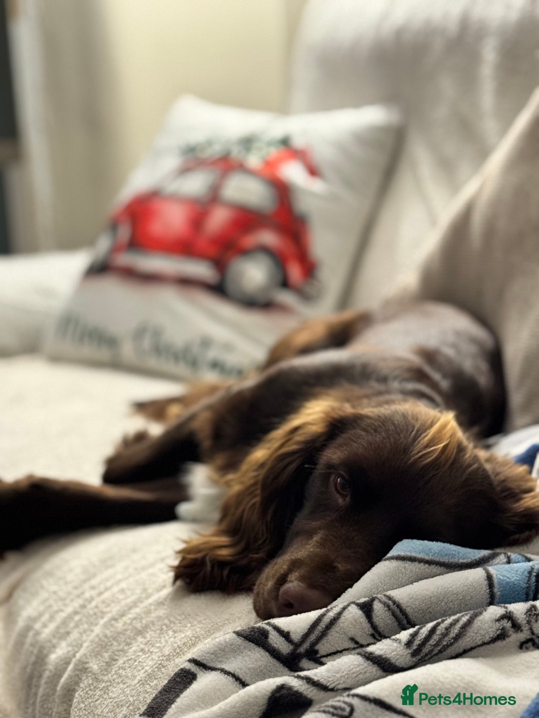 Cocker Spaniel dogs for sale: Chocolate Cocker  - Advert 1