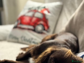 Cocker Spaniel dogs Chocolate Cocker - Advert 10