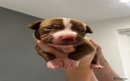 Mixed Breed dogs for sale: Staffy mix pups  - Image 23